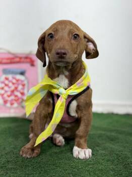 Professor-One of our Amazing Rescue Dogs -  Dachshund and Mixed Breed Dog for Adoption in Carlsbad, California - Professor-One Of Our Amazing Rescue Dogs | PetCurious