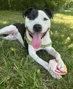 Rescue Pit Bull Terrier Dogs for Adoption in Indianapolis, Indiana - Rocky | PetCurious