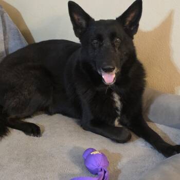 Rescue German Shepherd Dog Dogs for Adoption in Magnolia, Texas - Zeppelin | PetCurious