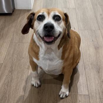 Mixed Breed Dogs Available for Adoption - Coach 9408 | PetCurious