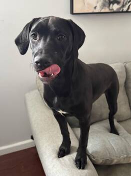 Labradoodle Dogs Available for Adoption in New York, New York - NINA | PetCurious