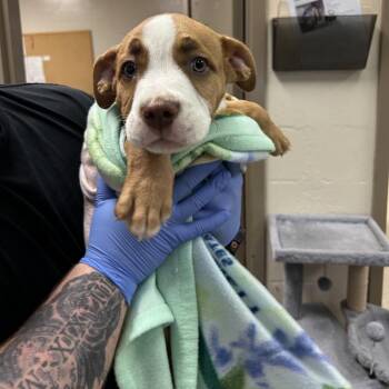 Retriever and Pit Bull Terrier Dogs Available for Adoption in Birmingham, Alabama - Boomer | PetCurious
