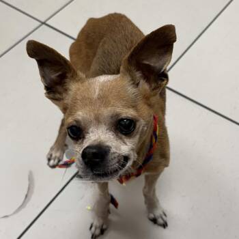 Garfunkle -  Chihuahua and Mixed Breed Dog for Adoption in Las Vegas, Nevada - Garfunkle | PetCurious