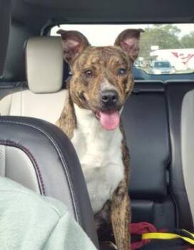Boxer and Mixed Breed Dogs Available for Adoption in Gainesville, Florida - Cannoli | PetCurious