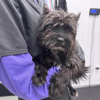 Yorkshire Terrier and Mixed Breed Dogs Available for Adoption - Nuggett | PetCurious