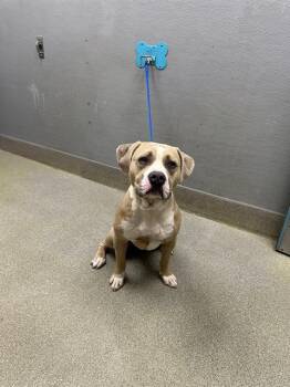 Pit Bull Terrier Dogs Available for Adoption in Las Vegas, Nevada - MOJO | PetCurious