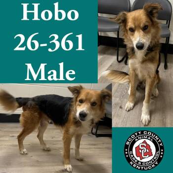 Collie Dogs Available for Adoption in Georgetown, Kentucky - Hobo | PetCurious