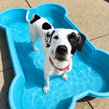 Snoopy -  Mixed Breed Dog for Adoption in Charleston, West Virginia - Snoopy | PetCurious