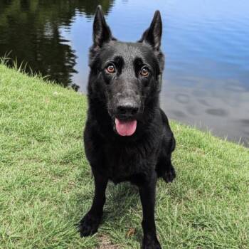 QUEEN -  German Shepherd Dog Dog for Adoption - QUEEN | PetCurious
