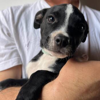 Rescue Pit Bull Terrier and Black Labrador Retriever Dogs for Adoption in Seal Beach, California - Zen | PetCurious