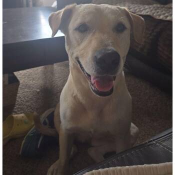 Brea -  Yellow Labrador Retriever Dog for Adoption in Denver, Colorado - Brea | PetCurious