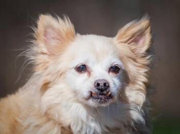 Pomeranian Dogs Available for Adoption in Pointe-fortune, Quebec - Ti-Loup | PetCurious