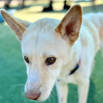 Valentino A2255898 -  Husky Dog for Adoption in Los Angeles, California - Valentino A2255898 | PetCurious