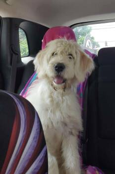 Anatolian Shepherd Dogs Available for Adoption - Chandler | PetCurious