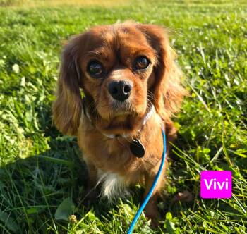 Vivi -  Cavalier King Charles Spaniel Dog for Adoption in Saint Clairsville, Ohio - Vivi | PetCurious