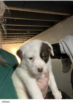 Australian Shepherd and Australian Cattle Dog Blue Heeler Dogs Available for Adoption in Plain City, Ohio - Ashara | PetCurious