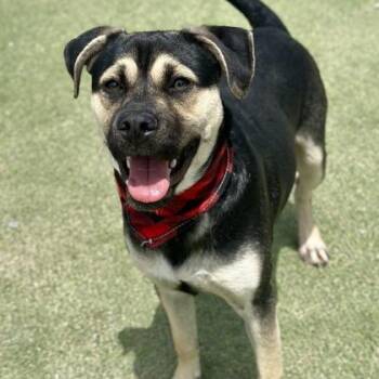 Pedro -  Shepherd and Mixed Breed Dog for Adoption in Fresno, California - Pedro | PetCurious