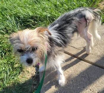 Doni -  Chihuahua and Terrier Dog for Adoption in Sioux City, Iowa - Doni | PetCurious