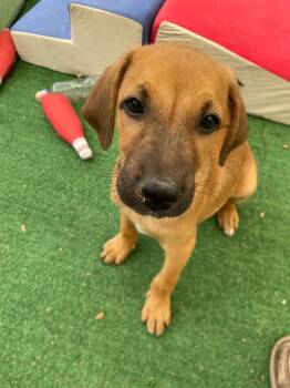 Anthony Bridgerton -  Beagle Dog for Adoption in Rollingwood, Texas - Anthony Bridgerton | PetCurious