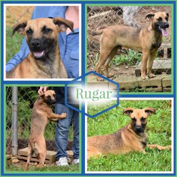 Rugar -  Black Mouth Cur Dog for Adoption in Wedowee, Alabama - Rugar | PetCurious