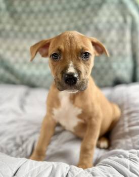 Labrador Retriever and American Staffordshire Terrier Dogs Available for Adoption in Gulfport, Mississippi - Cupcake | PetCurious