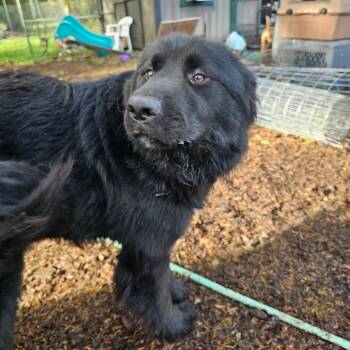 Rescue Great Pyrenees and Mixed Breed Dogs for Adoption in Oakville, Washington - Porter | PetCurious