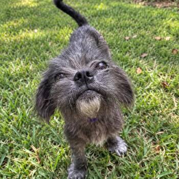 Tank -  Shih Tzu Dog for Adoption in Houston, Texas - Tank | PetCurious