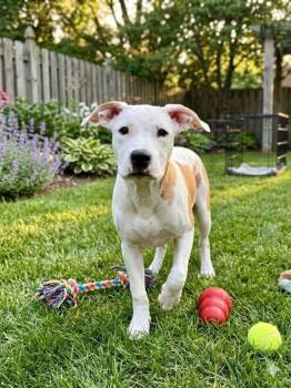 Emmy -  Staffordshire Bull Terrier and Shepherd Dog for Adoption in St. Augustine, Florida - Emmy | PetCurious
