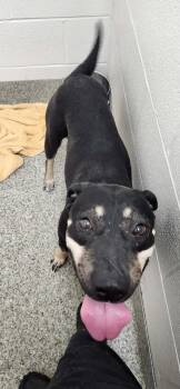 Nicola -  Mountain Cur and German Shepherd Dog Dog for Adoption in Van Wert, Ohio - Nicola | PetCurious