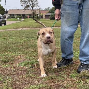American Bulldog Dogs Available for Adoption in Spring, Texas - Bruce | PetCurious