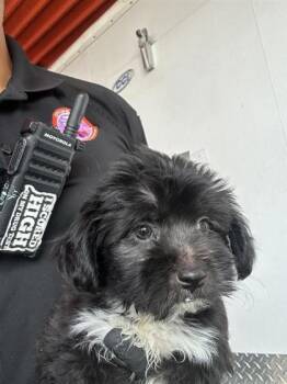 PUPPY 3 -  Terrier and Mixed Breed Dog for Adoption in El Paso, Texas - PUPPY 3 | PetCurious