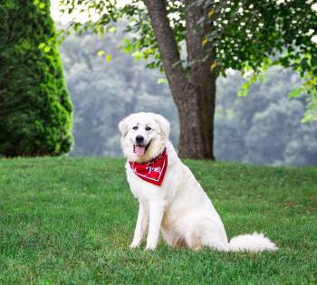 Great Pyrenees Dogs Available for Adoption in Coatesville, Pennsylvania - Winnie | PetCurious