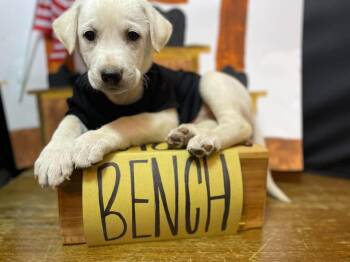 Bench -  Labrador Retriever Dog for Adoption in Pottstown, Pennsylvania - Bench | PetCurious