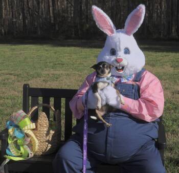 Rescue Chihuahua Dogs for Adoption in Salisbury, North Carolina - Sparky | PetCurious