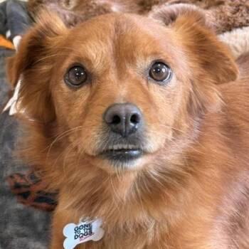 Jay -  Chihuahua Dog for Adoption in Redondo Beach, California - Jay | PetCurious