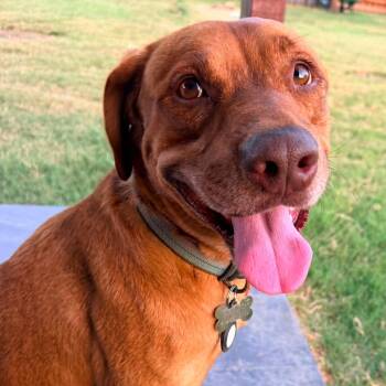 BUDDY LIVES AT A CARWASH -  Labrador Retriever and Redbone Coonhound Dog for Adoption in Kaufman, Texas - BUDDY LIVES AT A CARWASH | PetCurious