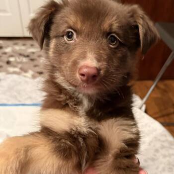 Australian Shepherd Dogs Available for Adoption - Moonray | PetCurious