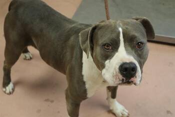 UNCLE SAM -  Mixed Breed Dog for Adoption in Columbia, South Carolina - UNCLE SAM | PetCurious