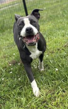 Rescue Pit Bull Terrier Dogs for Adoption in Virginia Beach, Virginia - 180019 Engla | PetCurious