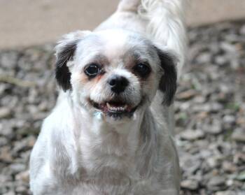 Rosie -  Shih Tzu Dog for Adoption in Marion, North Carolina - Rosie | PetCurious