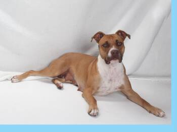 Rescue Pit Bull Terrier Dogs for Adoption in Burbank, California - PRINCESS | PetCurious