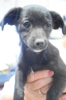 Chihuahua and Mixed Breed Dogs Available for Adoption in Pahrump, Nevada - Sweet Pea (Bree P10) | PetCurious