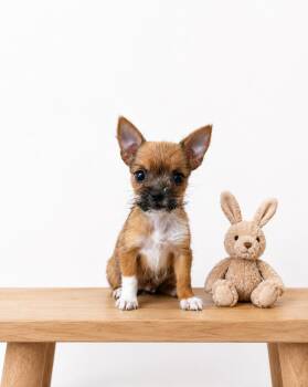 Pip -  Pomeranian and Chihuahua Dog for Adoption in Corona, California - Pip | PetCurious