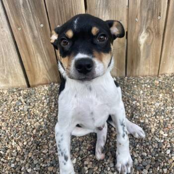 Cattle Dog Dogs Available for Adoption in West Des Moines, Iowa - Zeke | PetCurious
