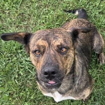 Roxanne (20260919-02) -  Labrador Retriever Dog for Adoption in Niagara Falls, Ontario - Roxanne (20260919-02) | PetCurious