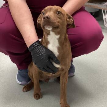 Pit Bull Terrier and Terrier Dogs Available for Adoption - Stream | PetCurious