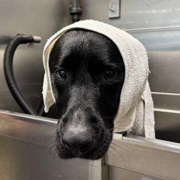 Frida -  Black Labrador Retriever Dog for Adoption in Columbia, South Carolina - Frida | PetCurious