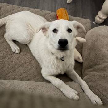 Gus -  Yellow Labrador Retriever and Mixed Breed Dog for Adoption in Brownsboro, Alabama - Gus | PetCurious