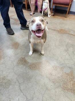 Peaches -  Pit Bull Terrier Dog for Adoption in Brownwood, Texas - Peaches | PetCurious