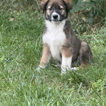 Millie -  Mixed Breed Dog for Adoption - Millie | PetCurious